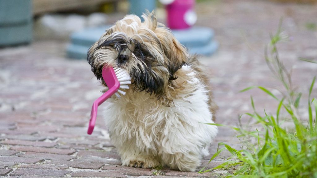 cura denti cane lecce